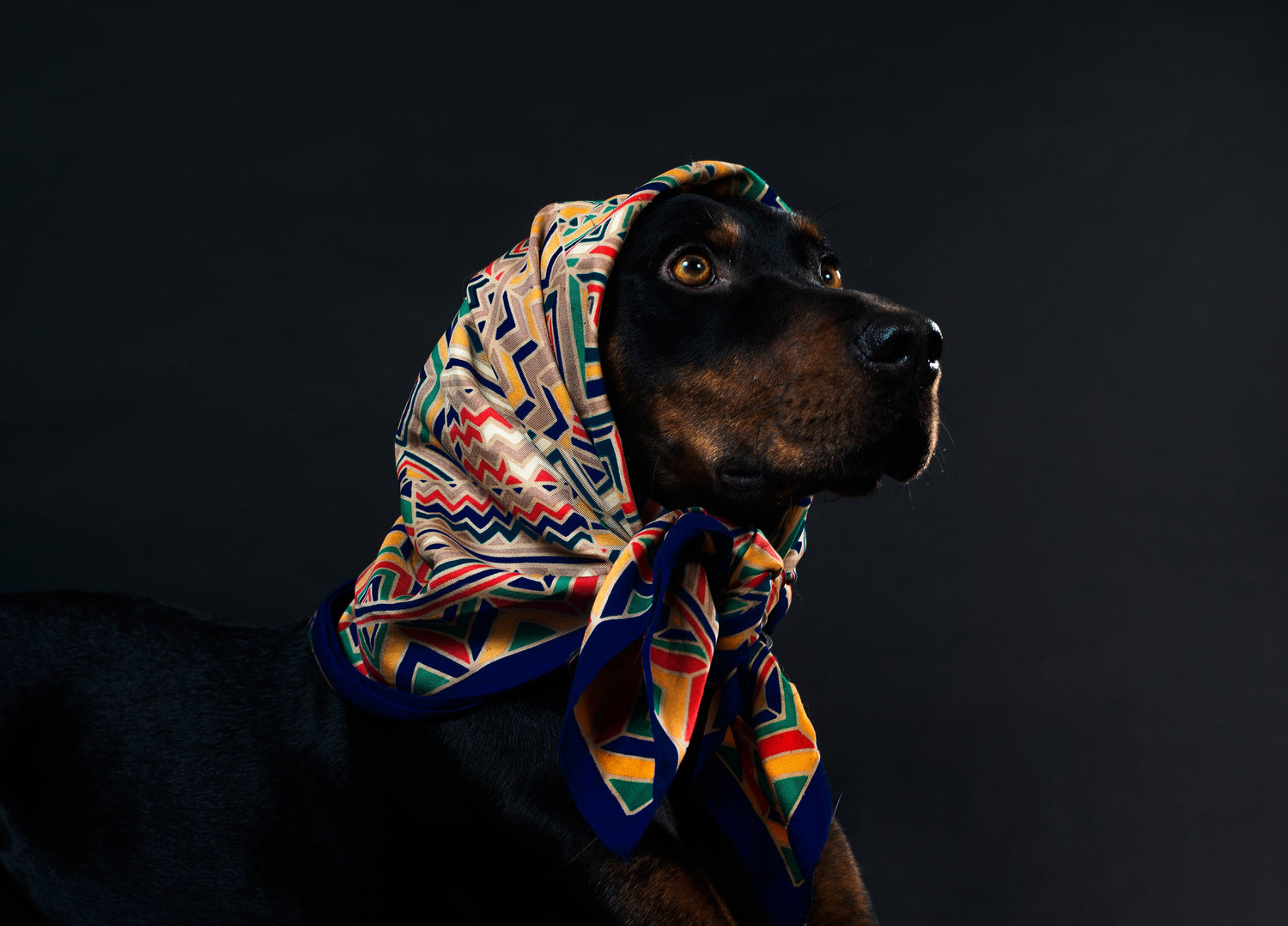 For Dogs